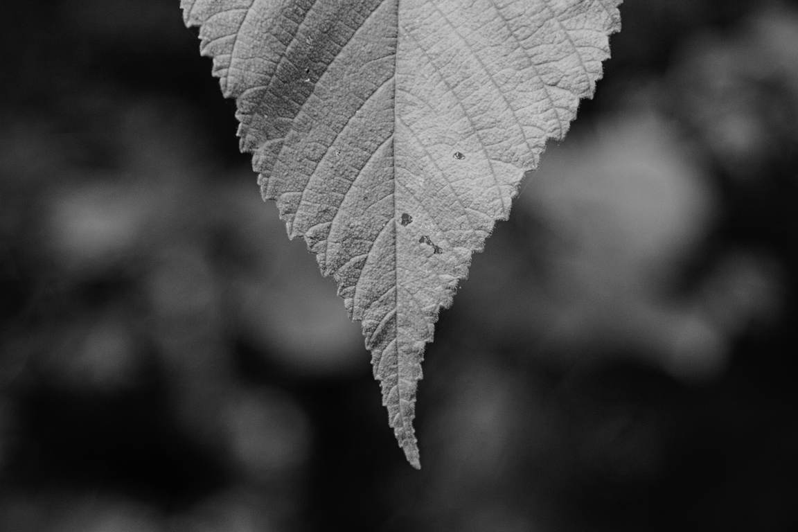 Little Luma - BW - BW-675 - Lightroom Profile